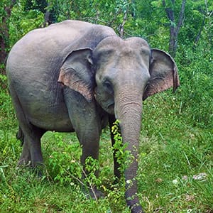 Safari Elephants
