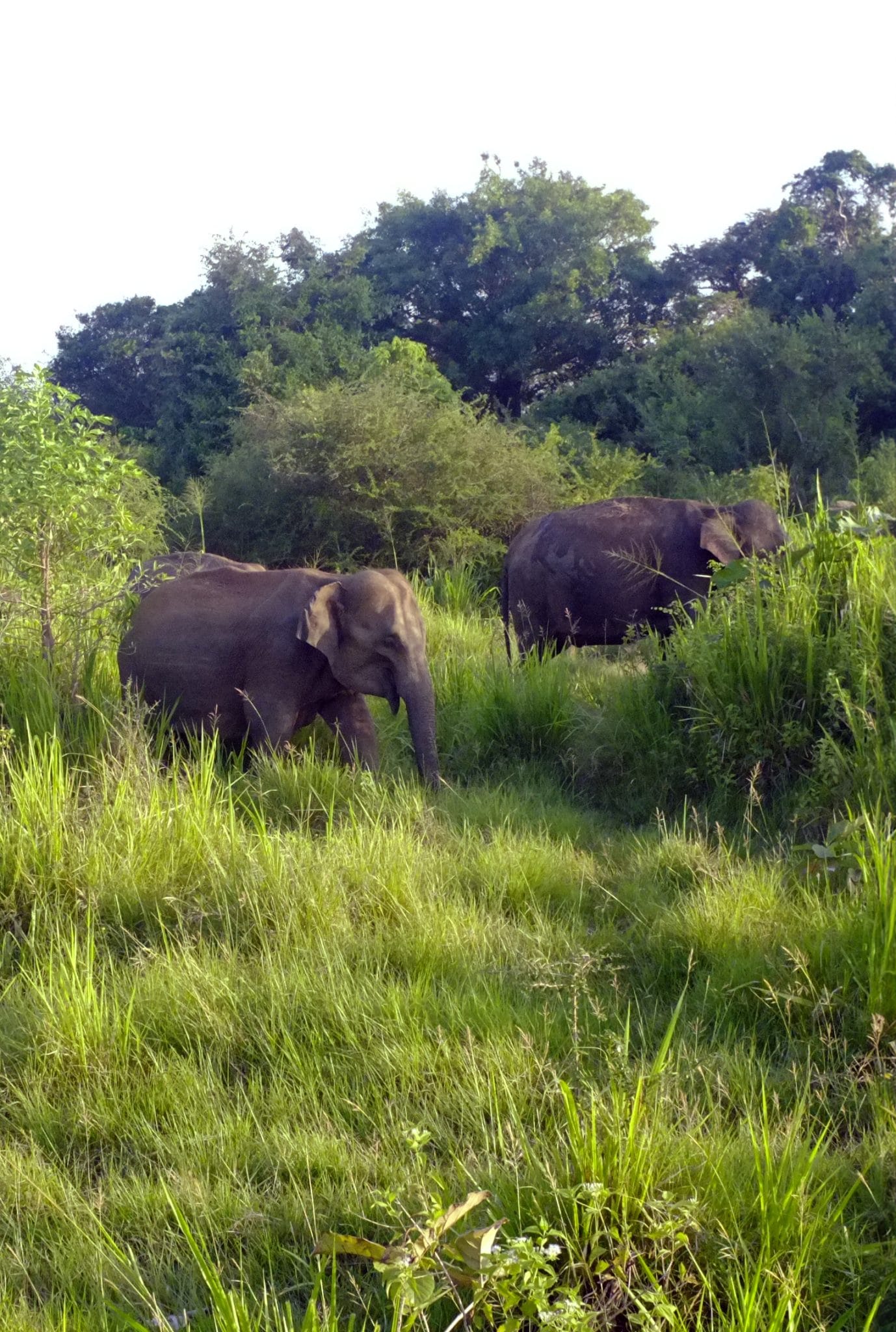 Elephant Safari and Yoga